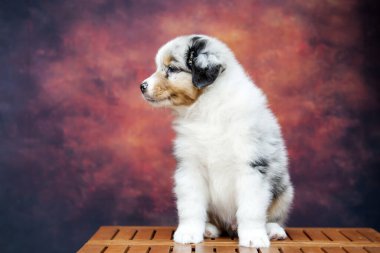 Küçük şirin Avustralya çoban köpeği.