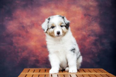 Küçük şirin Avustralya çoban köpeği.