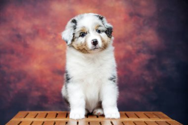 Küçük şirin Avustralya çoban köpeği.