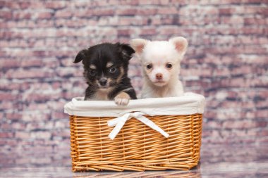 Hasır sepetteki chihuahua yavruları