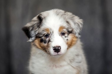 Küçük şirin Avustralya çoban köpeği.