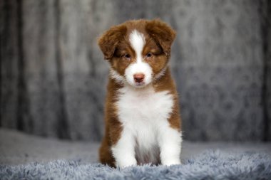 Küçük şirin Avustralya çoban köpeği.