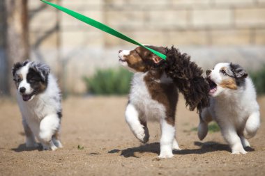 Küçük şirin Avustralya çoban köpeği.
