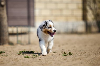 Küçük şirin Avustralya çoban köpeği.