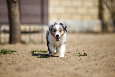 Küçük şirin Avustralya çoban köpeği.