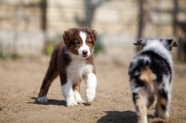 Küçük şirin Avustralya çoban köpeği.