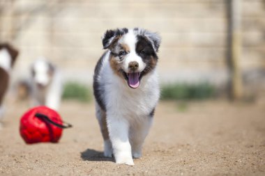 Küçük şirin Avustralya çoban köpeği.