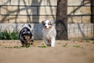 Amerikan çoban köpekleri açık havada