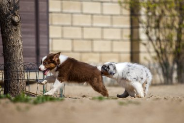 Amerikan çoban köpekleri açık havada