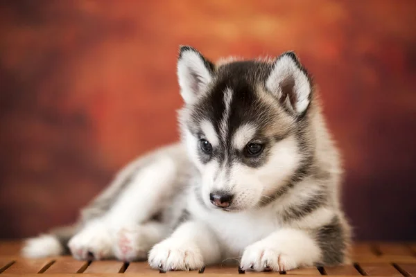 Niedlicher Sibirischer Husky Welpe Studio — Stockfoto