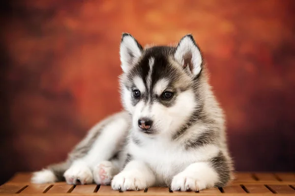 Bonito Siberiano Husky Filhote Cachorro Estúdio — Fotografia de Stock
