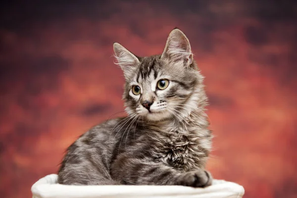 Cute Tabby Cat Sitting Basket — Stock Photo, Image