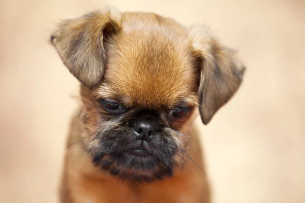 Jovem Cão Bruxelas Griffon Estúdio — Fotografia de Stock