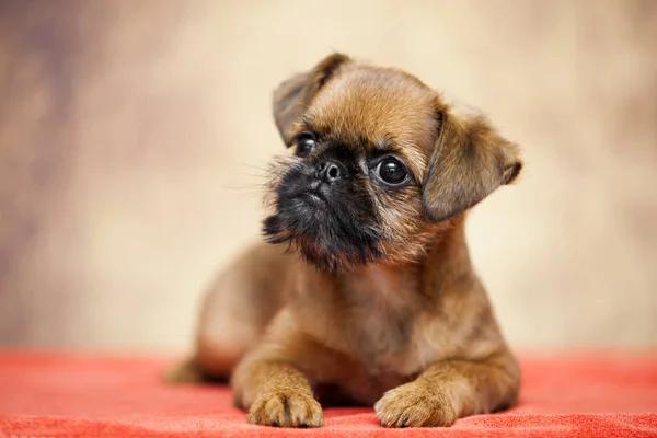 Jovem Cão Bruxelas Griffon Estúdio — Fotografia de Stock