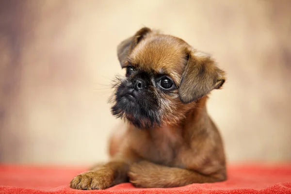 Jovem Cão Bruxelas Griffon Estúdio — Fotografia de Stock