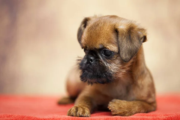 Jovem Cão Bruxelas Griffon Estúdio — Fotografia de Stock