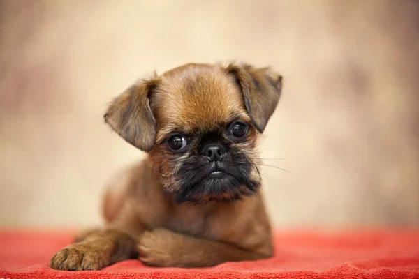 Genç Brüksel Griffon köpeği stüdyoda.