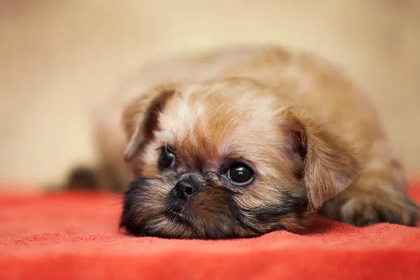 Jovem Cão Bruxelas Griffon Estúdio — Fotografia de Stock