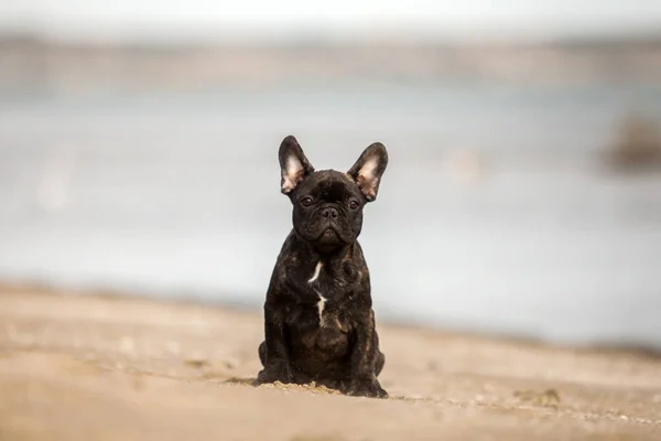 Tatlı Fransız Bulldog Açık Havada — Stok fotoğraf