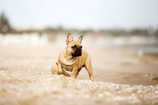 Cute French Bulldog Dog Outdoor — Stock Photo, Image