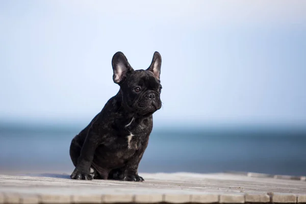 Söt Fransk Bulldogg Havet — Stockfoto