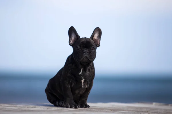 Söt Fransk Bulldogg Havet — Stockfoto