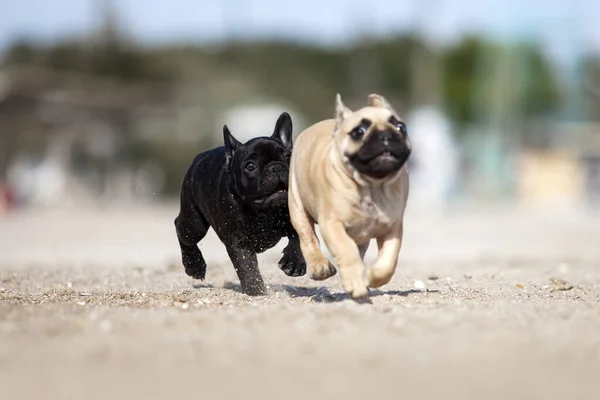 子犬フランス語ブルドッグオンザシー — ストック写真