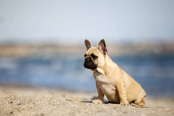 Tatlı Fransız Bulldog Açık Havada — Stok fotoğraf