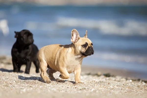Puppies French Bulldog on the sea