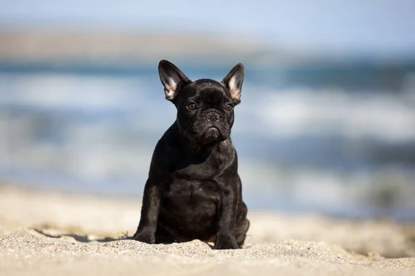 Söt Fransk Bulldogg Utomhus — Stockfoto