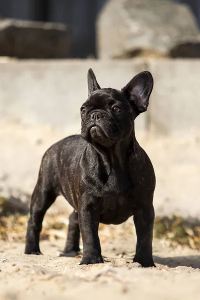 Bonito Francês Bulldog Cão Livre — Fotografia de Stock