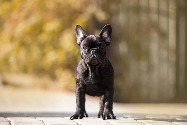 Bonito Francês Bulldog Cão Livre — Fotografia de Stock