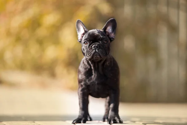 Cute French Bulldog Dog Outdoor — Stock Photo, Image