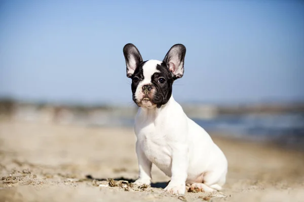 Tatlı Fransız Bulldog açık havada