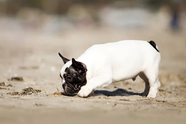 Niedliche Französische Bulldogge Freien — Stockfoto