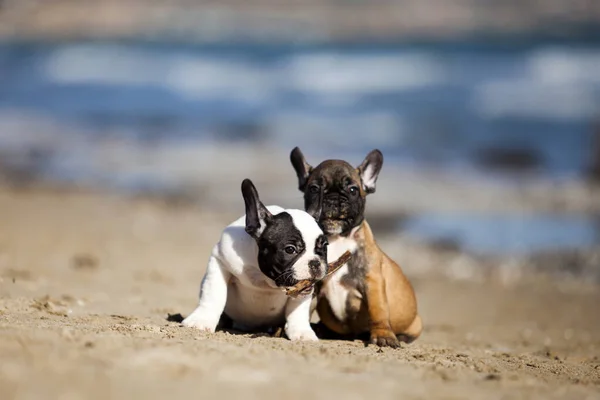 프랑스 바다에 강아지들 — 스톡 사진