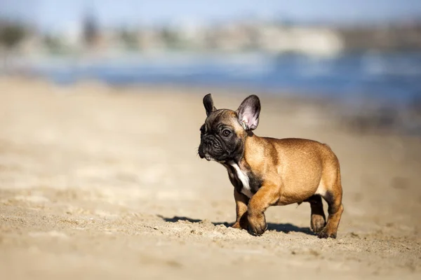 Tatlı Fransız Bulldog Açık Havada — Stok fotoğraf