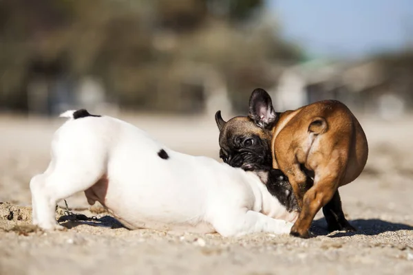 Chiots Bouledogue Français Sur Mer — Photo