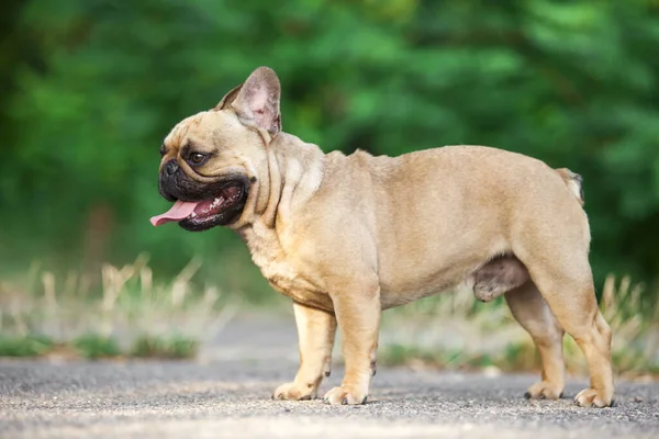 Francuski Bulldog Szczeniak Świeżym Powietrzu — Zdjęcie stockowe