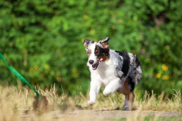 Australiska Shepherd Hund Utomhus — Stockfoto