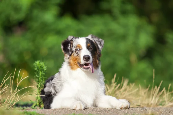 Australiska Shepherd Hund Utomhus — Stockfoto