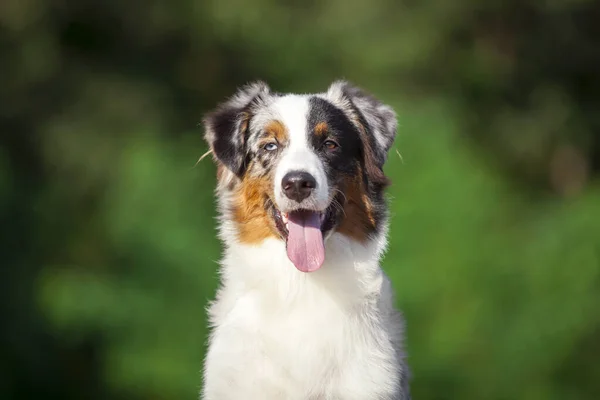 Australiska Shepherd Hund Utomhus — Stockfoto