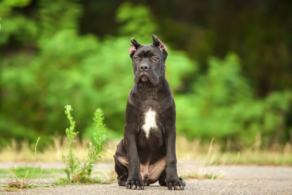 Olasz Cane Corso Kutya Szabadban — Stock Fotó