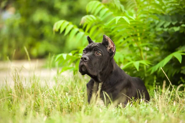 Ιταλική Cane Corso Σκύλος Εξωτερικούς Χώρους — Φωτογραφία Αρχείου