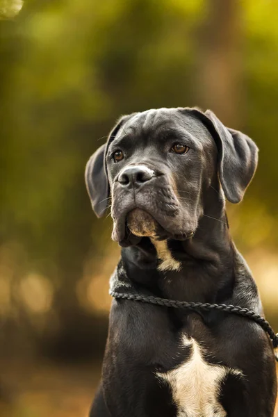 Σκύλος Φρουρός Από Ζαχαροκάλαμο — Φωτογραφία Αρχείου