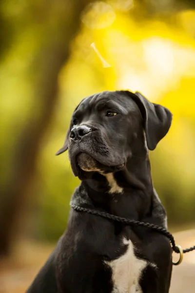 Охоронний Собака Тростини — стокове фото