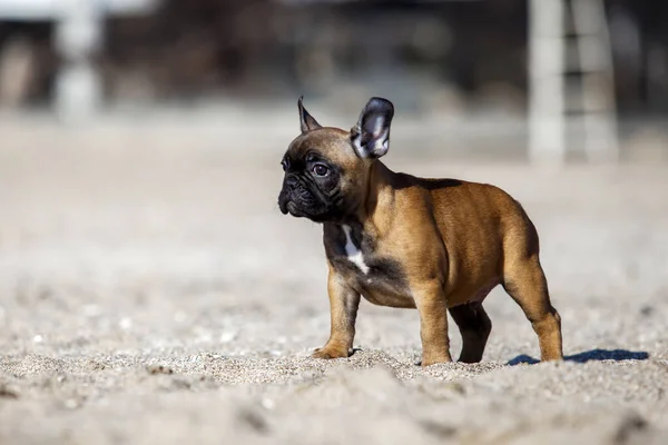 Schattige Franse Hond Zee Kust — Stockfoto