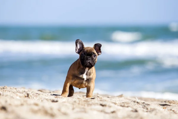 Adorável Cão Francês Costa Mar — Fotografia de Stock