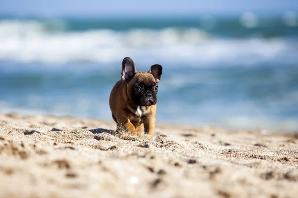 Deniz kıyısındaki sevimli Fransız köpeği.