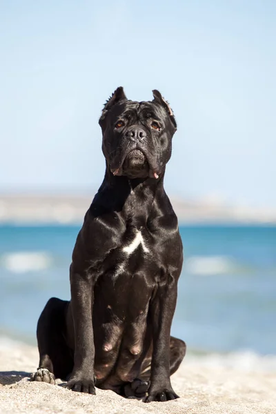 Talyan Cane Corso Köpeği Açık Havada — Stok fotoğraf